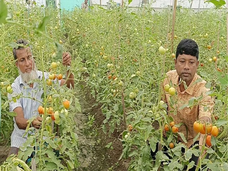 বর্ষায় ‘বেগুন গাছে টমেটো’ চাষ!